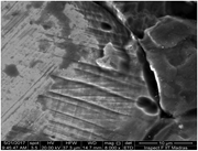 Typical scanning electron microscope image of regions underneath the spherical indenter after cyclic indentation studies; the presence of microcracks in the scanning electron microscopy image can be seen.